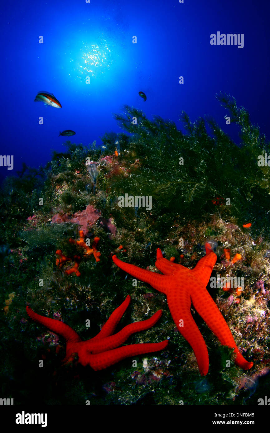 Sea star are beautiful animals family of echinoderms Stock Photo