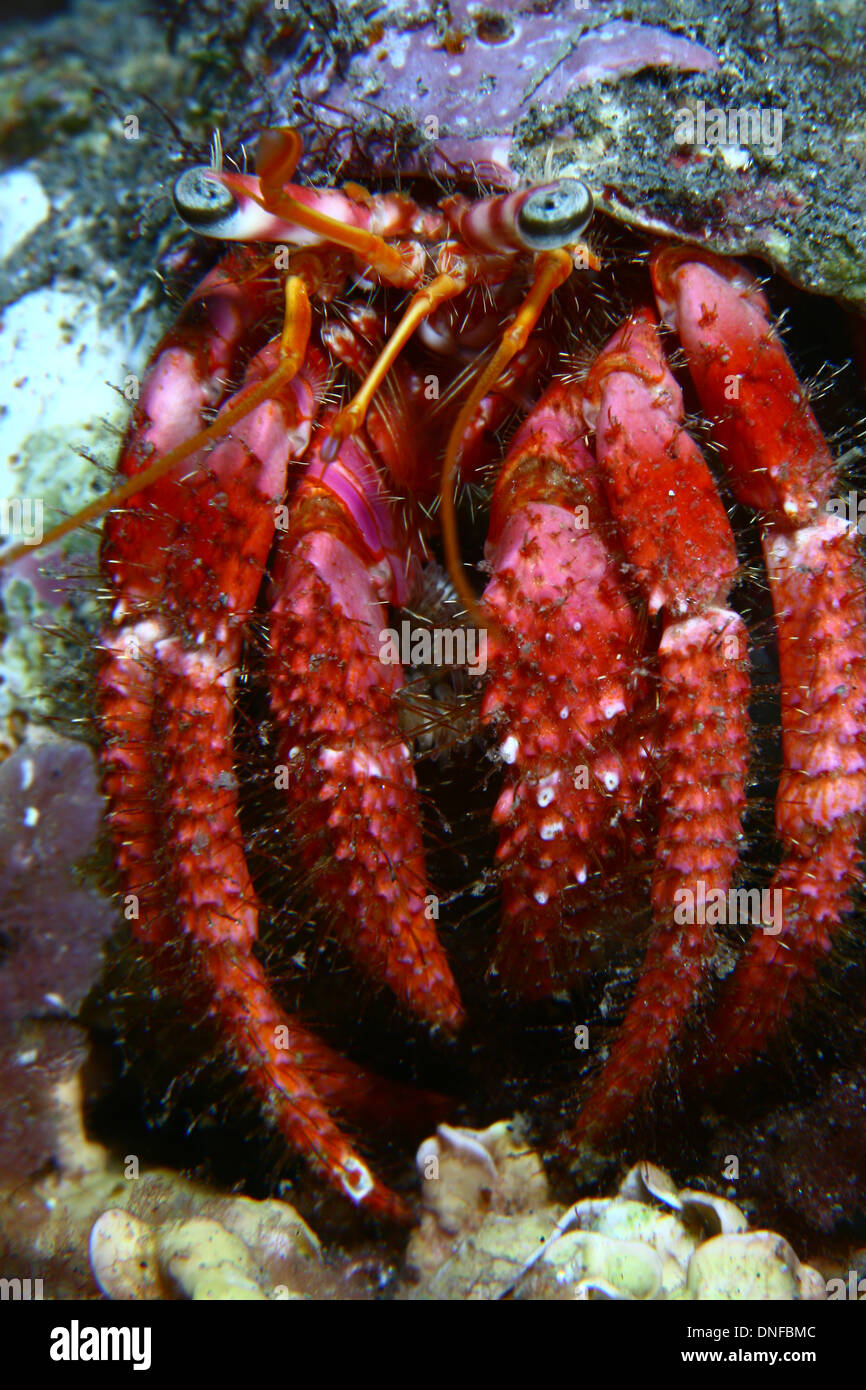 Hermit crab is a very popular crustacean in all seas and oceans of the world Stock Photo