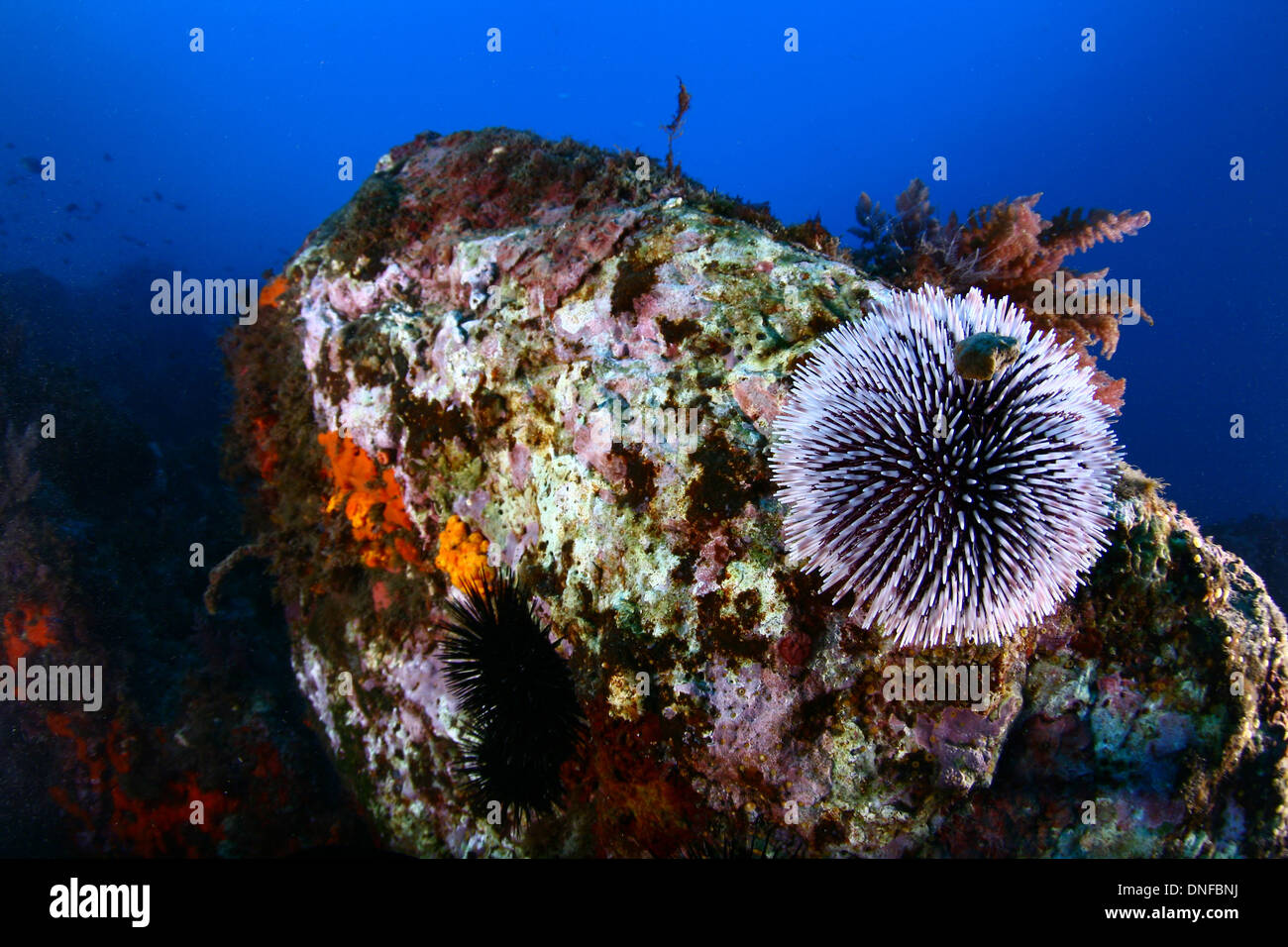 sea urchin are animal with body covered with spikes that live in the sea bottom Stock Photo