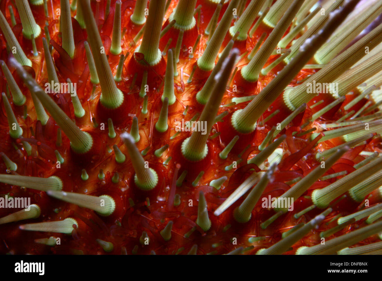 sea urchin are animal with body covered with spikes that live in the sea bottom Stock Photo