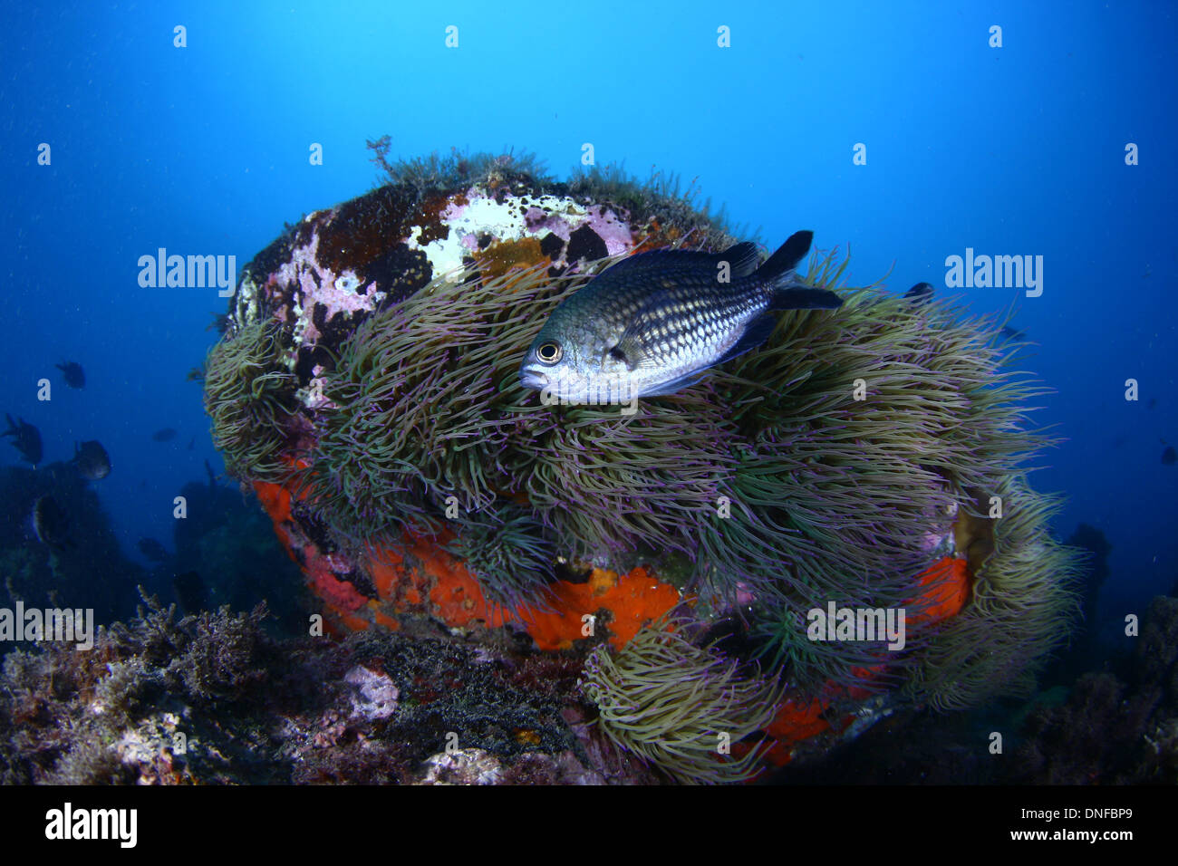 Seabed covered many life such as anemones Stock Photo