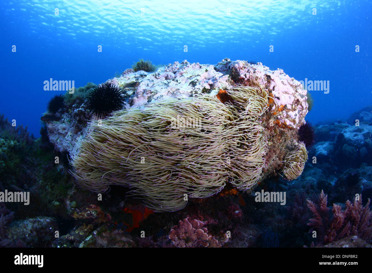 Seabed covered many life such as anemones Stock Photo