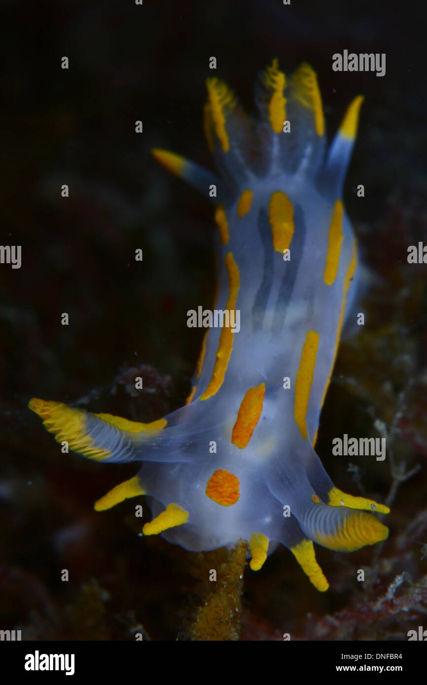 Nudibranchs are beautifully colored animals indicating high toxicity Stock Photo