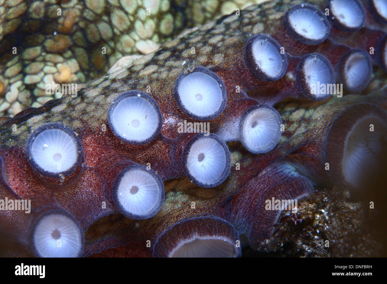 Paw octopus has many tentacles, it is also highly regarded in the mediterranean especially in the costa del sol Stock Photo - Alamy