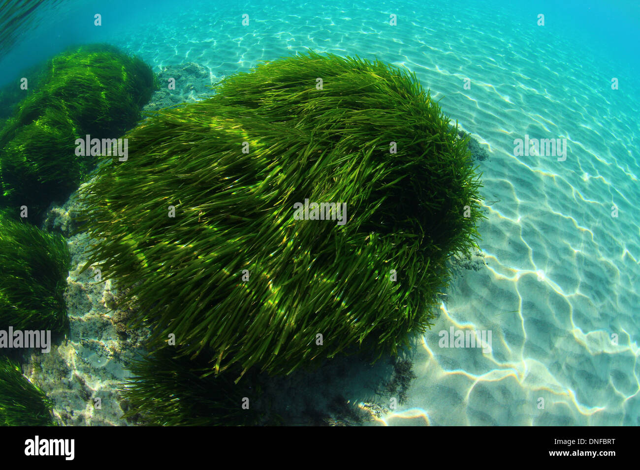 Posidonia oceanic  is not a algae is a plant Stock Photo