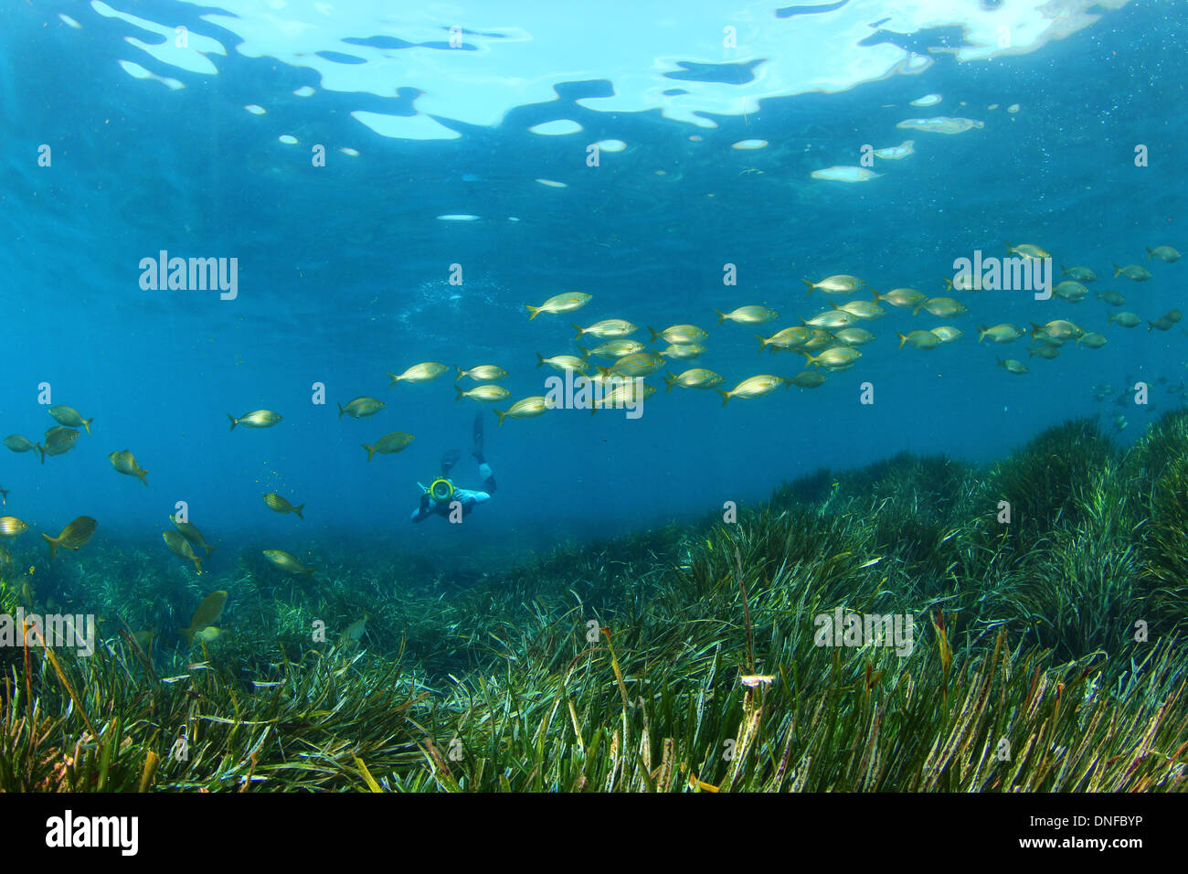 Posidonia oceanic  is not a algae is a plant Stock Photo