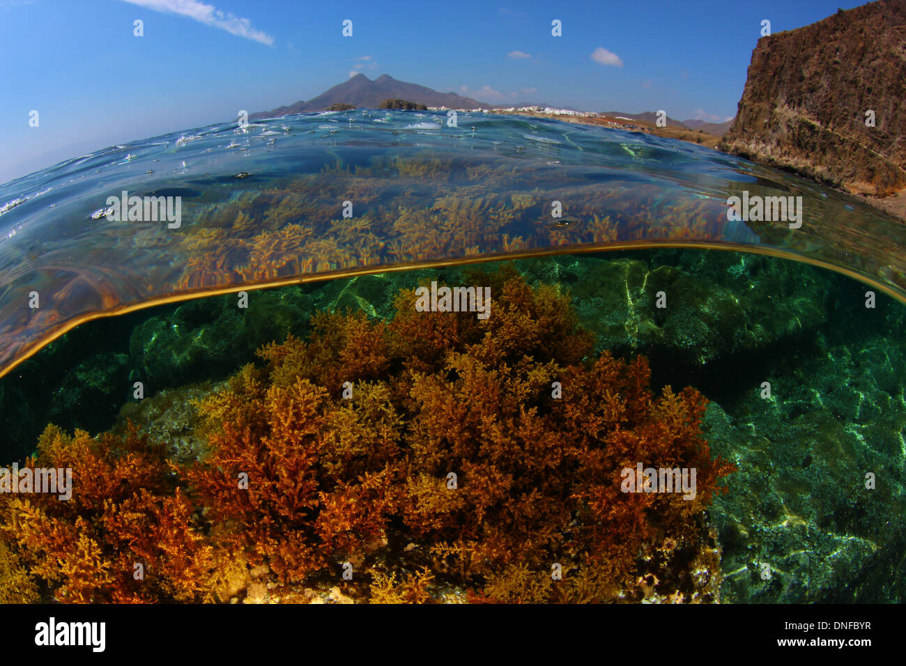 Split or overunder of Cabo de Gata, underwater paradise and dessert in mainland Stock Photo