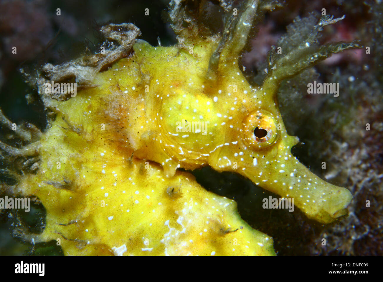 The seahorse is the most popular fish  in our seas and oceans Stock Photo