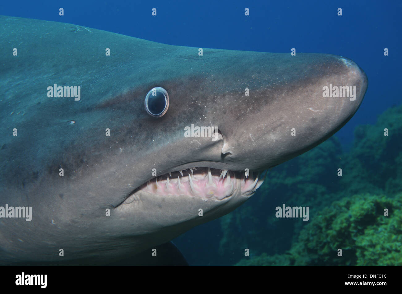 Solrayo is a rare shark only seen in malpelo chile and El Hierro in Canary Island. Stock Photo