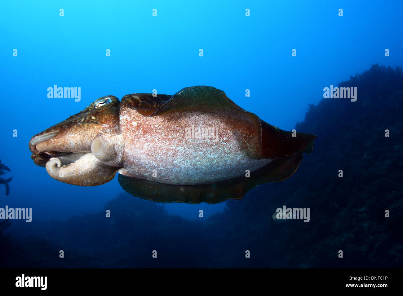 cuttlefish is an interesting animal for cook Stock Photo