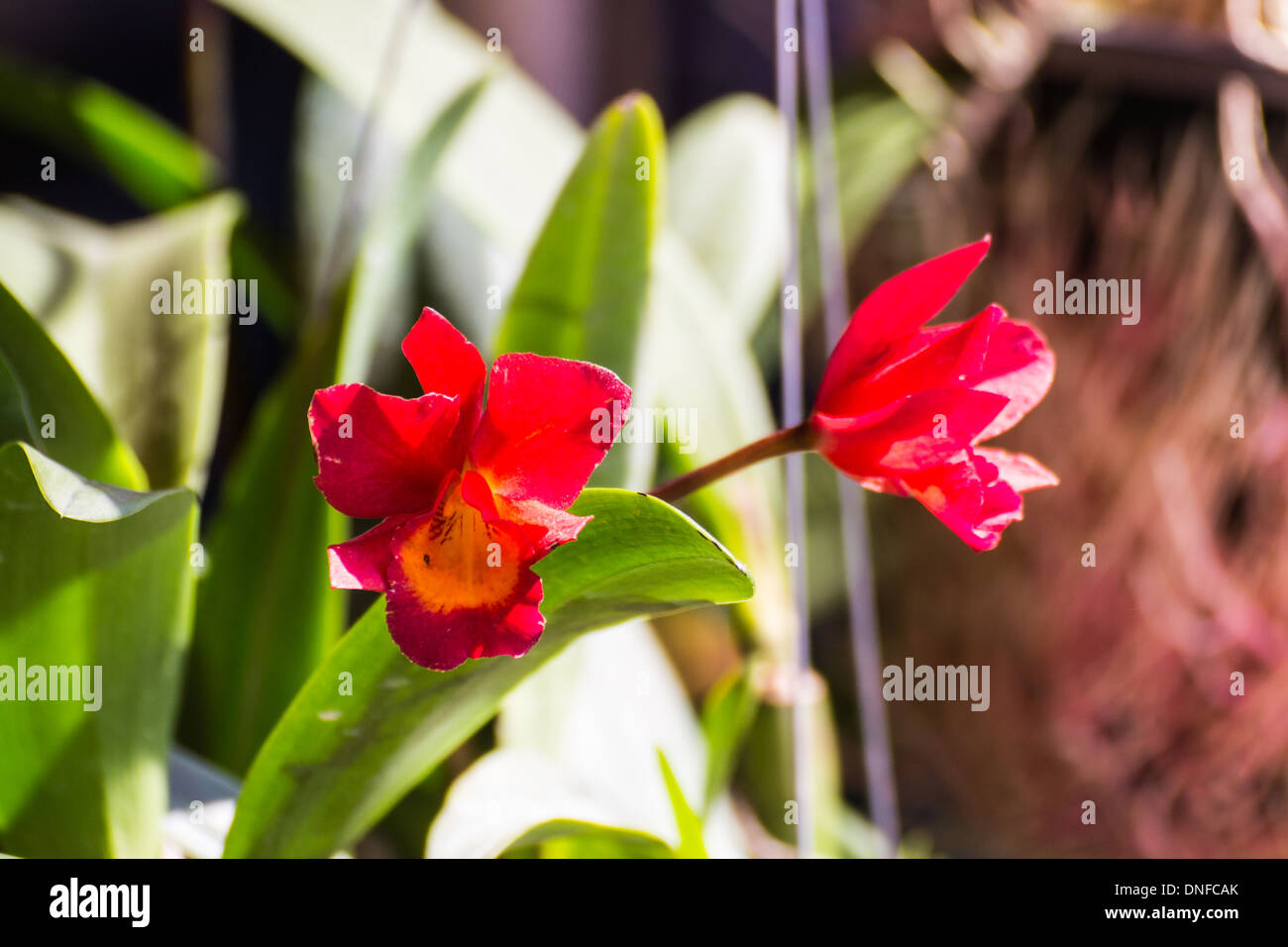 Red Orchids Stock Photo