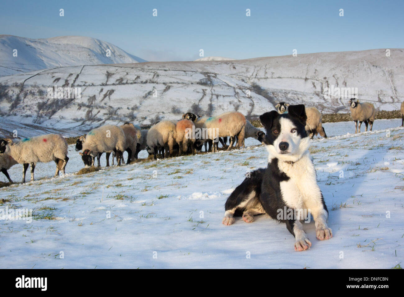 Howgill Fells near Sedbergh, Cumbria, UK. 25th Dec, 2013. While Shepherds watched their flocks by night. Titch, the border Collie, keeps a close eye on Swaledale ewes being fed on a snowy Christmas morning in the Howgill Fells near Sedbergh, Cumbria. Credit:  Wayne HUTCHINSON/Alamy Live News Stock Photo