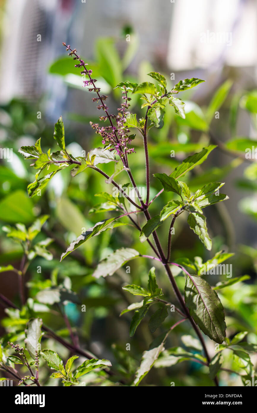 Ocimum sanctum holy basil hires stock photography and images Alamy