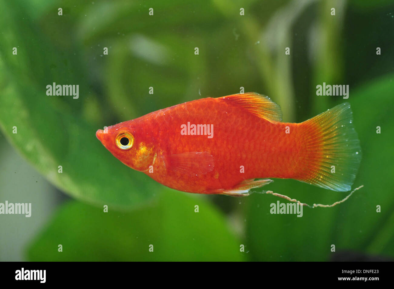 Portrait of a Red Platy Stock Photo