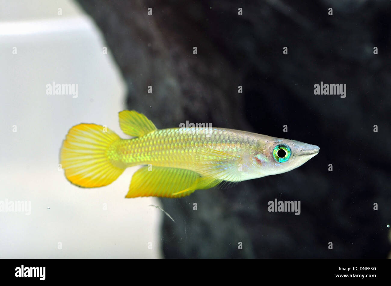 A Yellow Killi Fish Stock Photo
