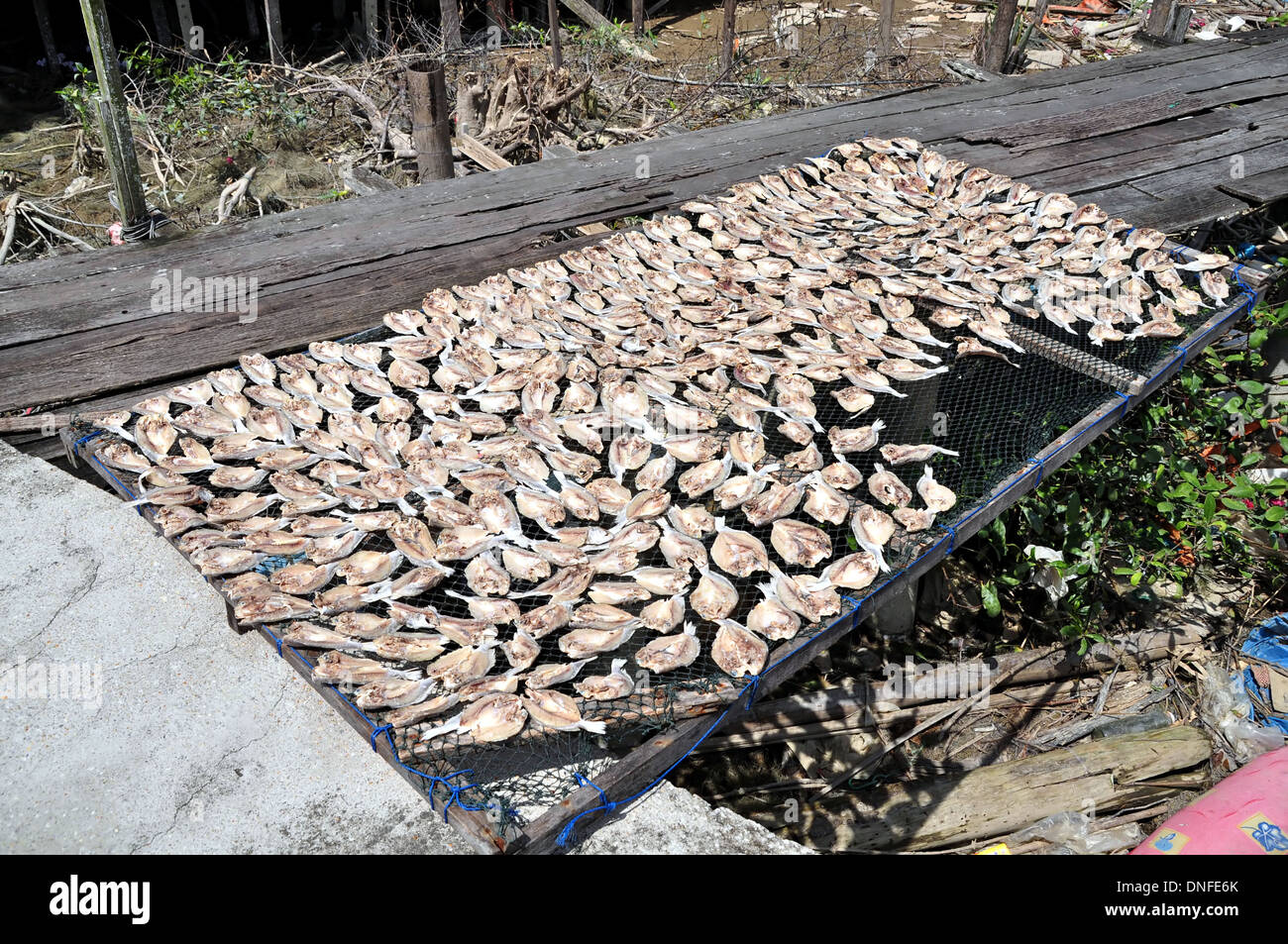 Salted Fish Drying Under The Sun Stock Photo