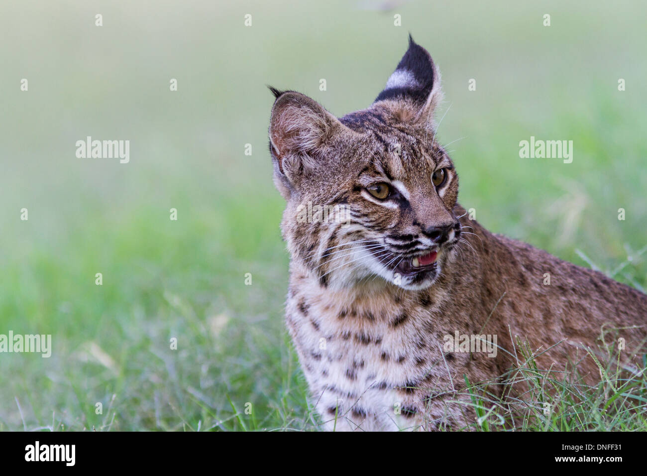 Bobcat, Lynx rufus, at a ranch near Laredo, Texas. Stock Photo