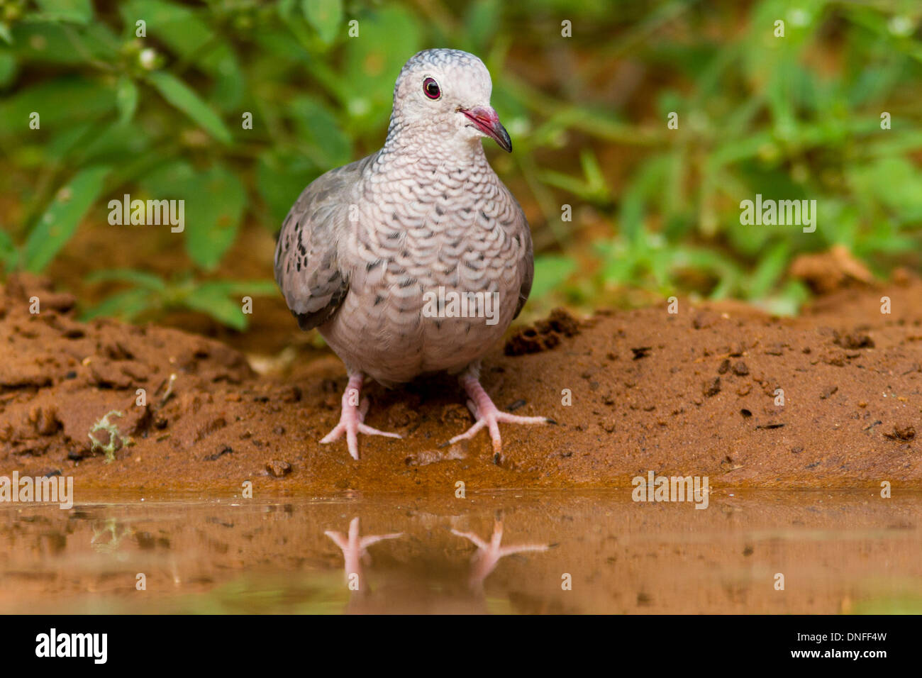 Common Ground-Dove, Columbina passerina, at a pond on a South Texas Ranch near Laredo, Texas. Stock Photo
