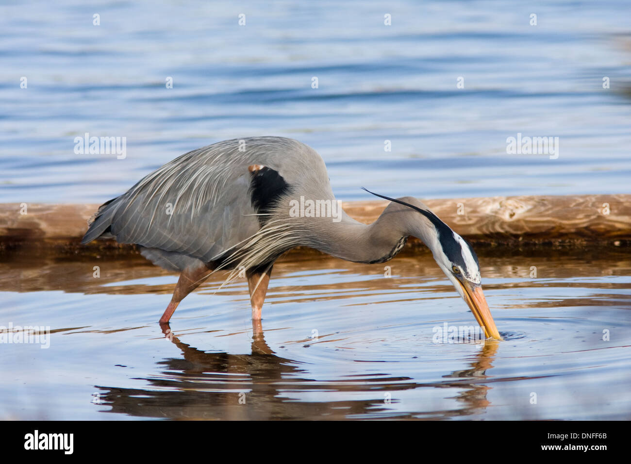 Great Blue Heron, Ardea herodias, in breeding plumage, fishing at St. Andrews State Park Stock Photo