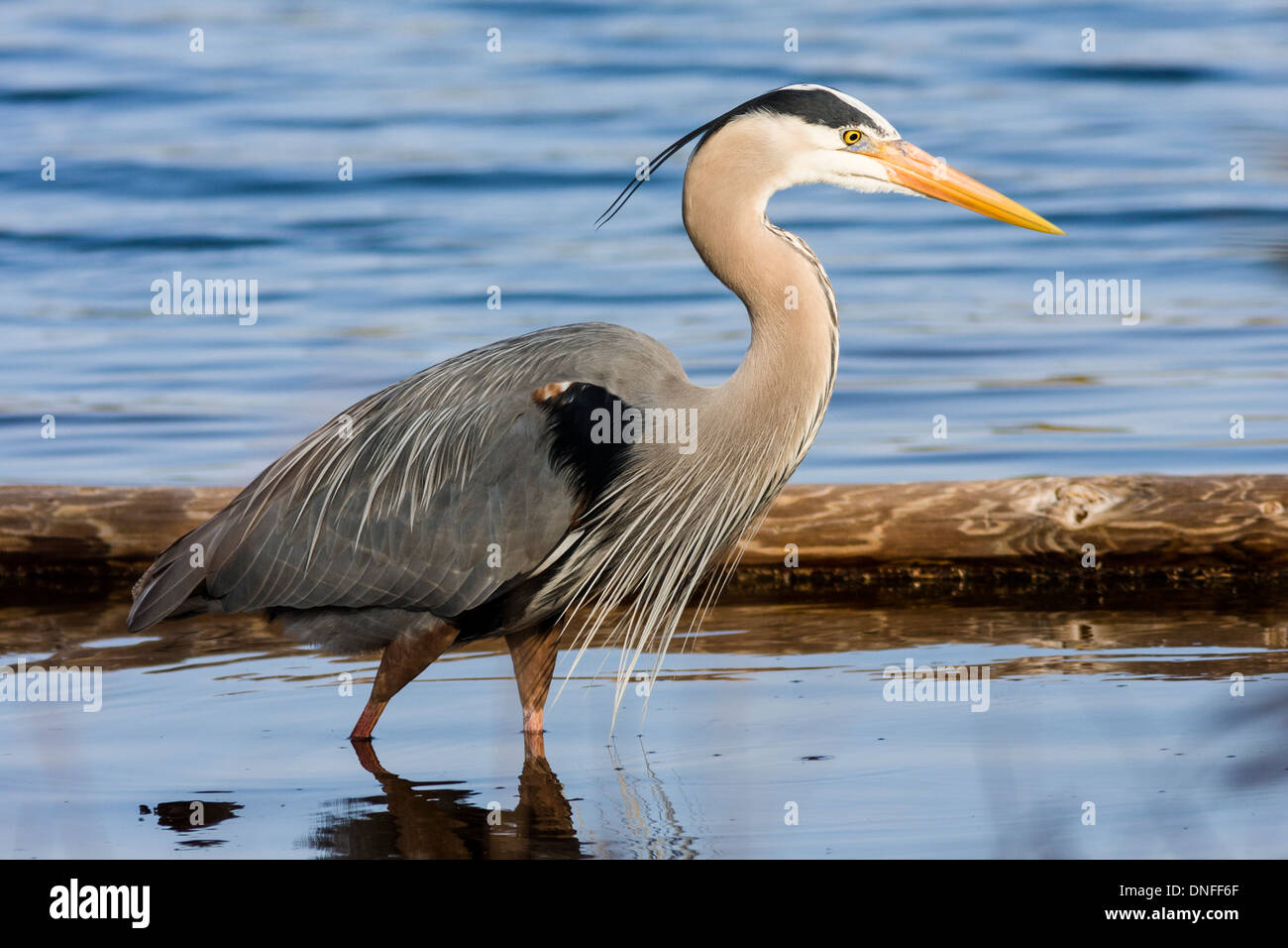 Great Blue Heron, Ardea herodias, in breeding plumage, fishing at St. Andrews State Park Stock Photo