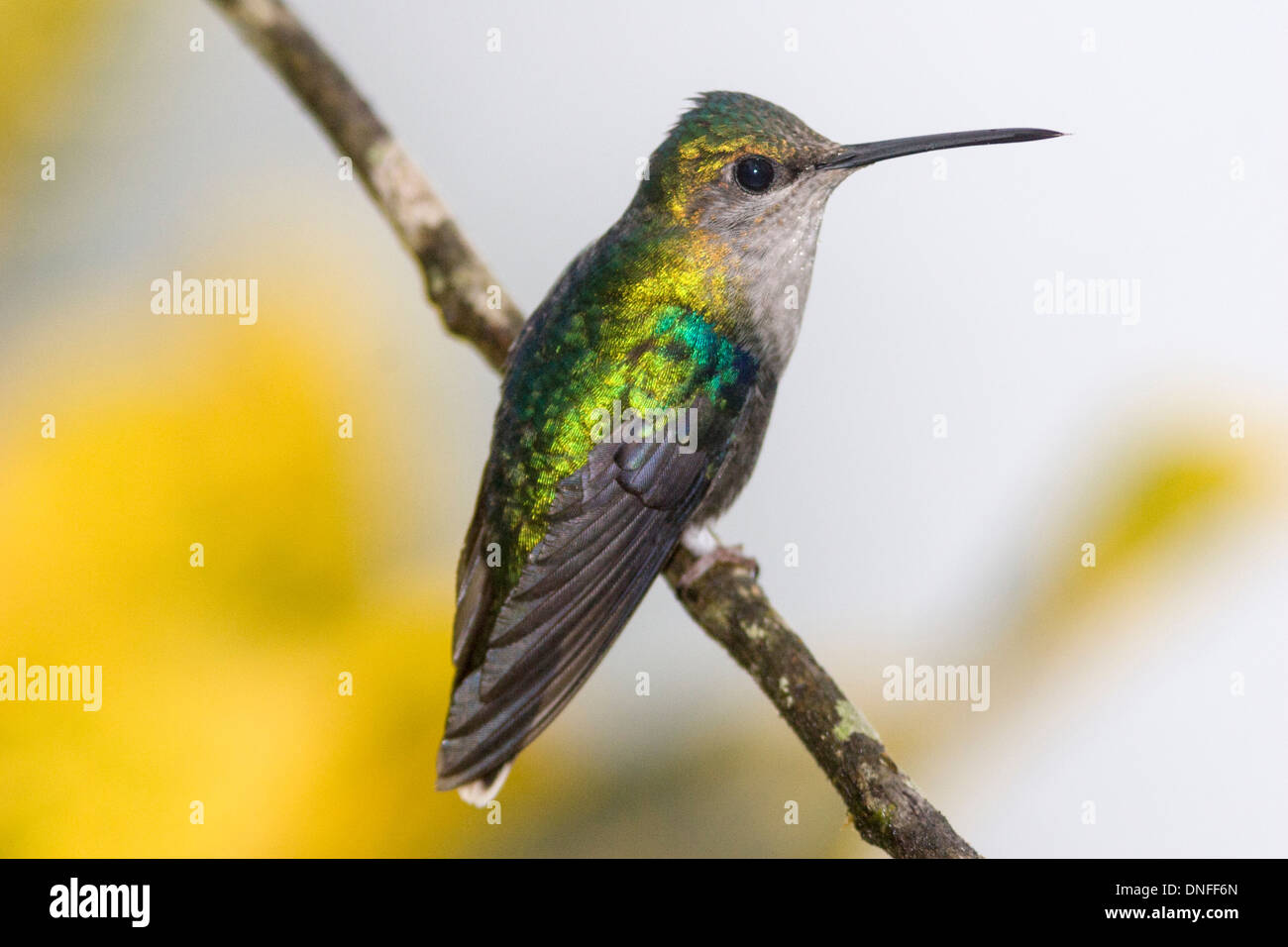 Female green crowned woodnymph hi-res stock photography and images - Alamy