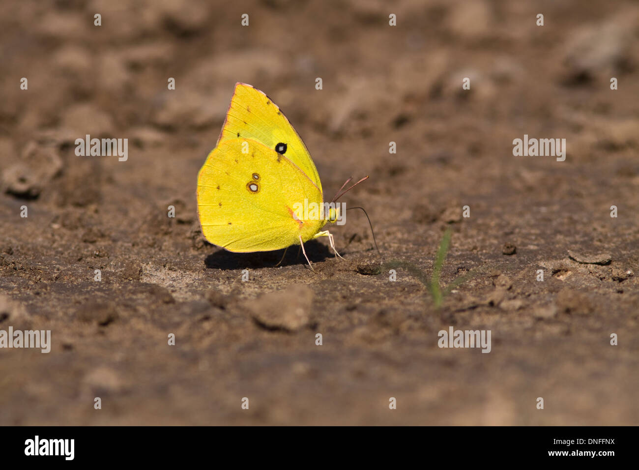 Butterflies on mud hires stock photography and images Alamy