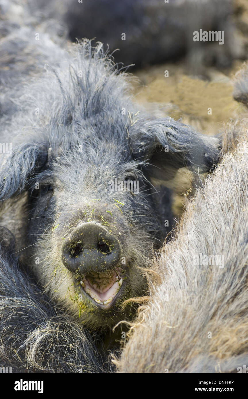 Pigs Austria High Resolution Stock Photography and Images Alamy