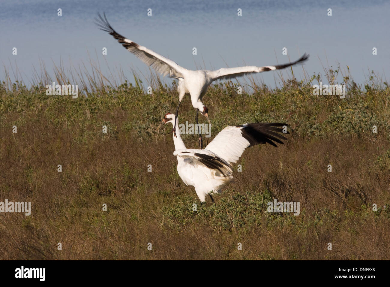 Whooping Crane, Grus americana, at Aransas Pass National Wildlife Refuge, near Rockport, Texas. Stock Photo