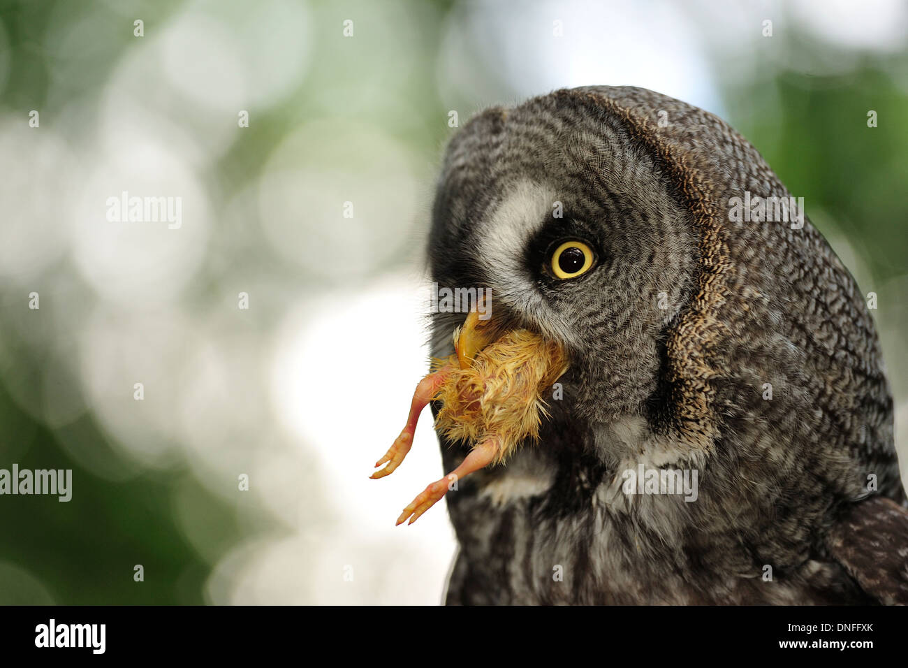 Great Grey Owl, Strix nebulosa, Strigidae Stock Photo