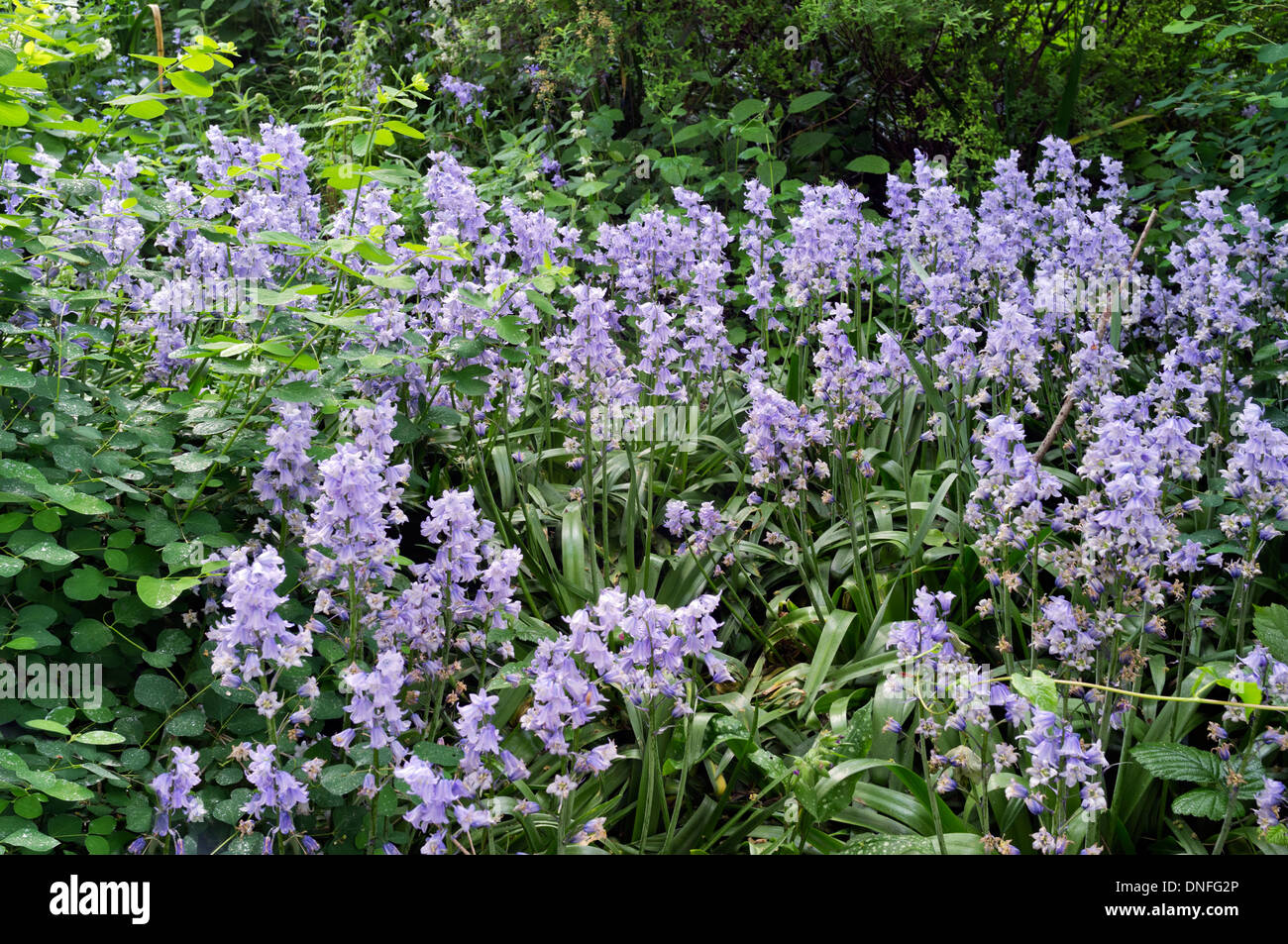 Group of Spanish bluebells Spring flowering plants near the banks of Regents Canal Camden London UK Stock Photo