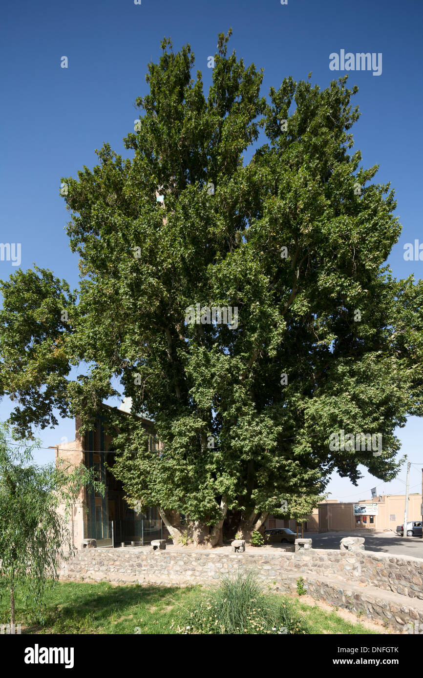 huge ancient cypress tree at the Shrine of Abd al-Samad,Natanz, Iran Stock Photo