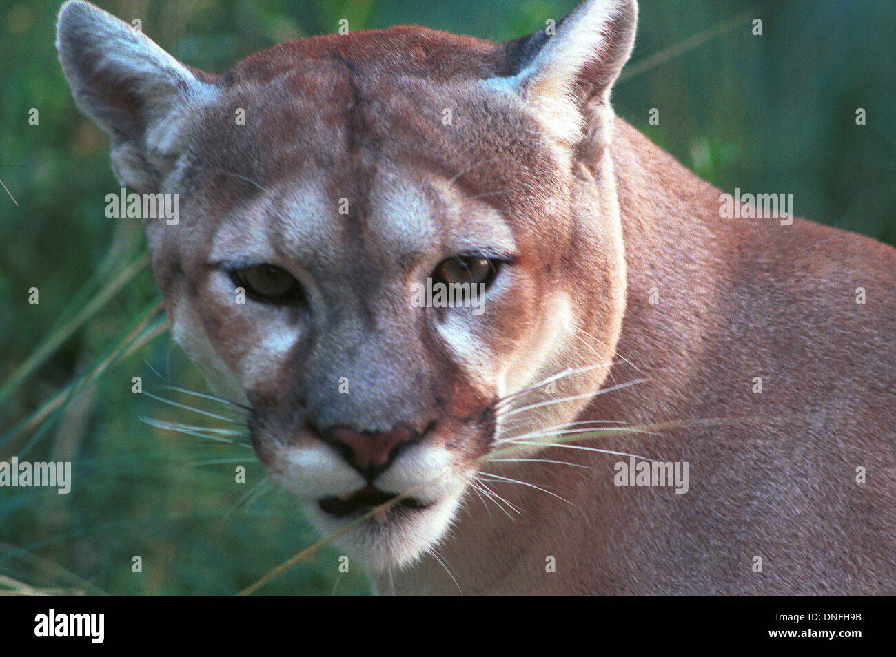 Cougar, Puma, mountain lion large cat in family of Felidae native to America, stalk and ambush their prey, Stock Photo