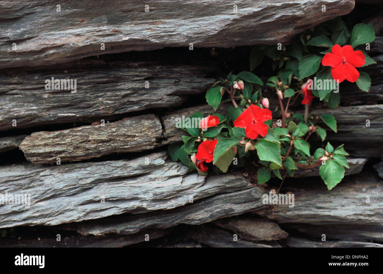 Procumbent Petunias grow in slate rock wall West Virginia, Petunia, flower, Stock Photo