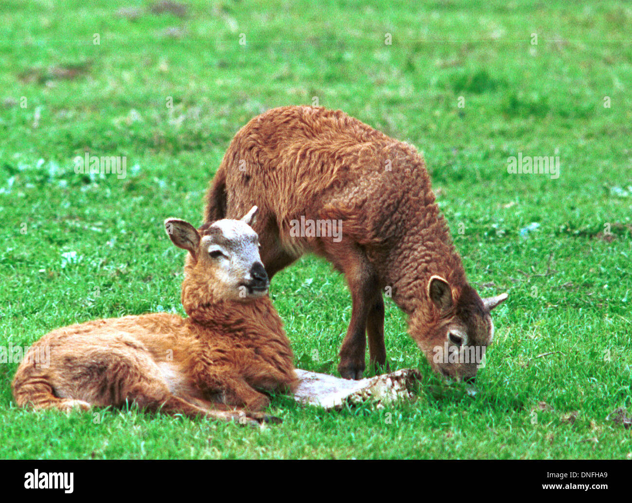 Lamb, sheep, Sheep, Ovis aries, are quadrupedal, ruminant mammals livestock, Artiodactyla even-toed ungulates, ram and ewe, Stock Photo