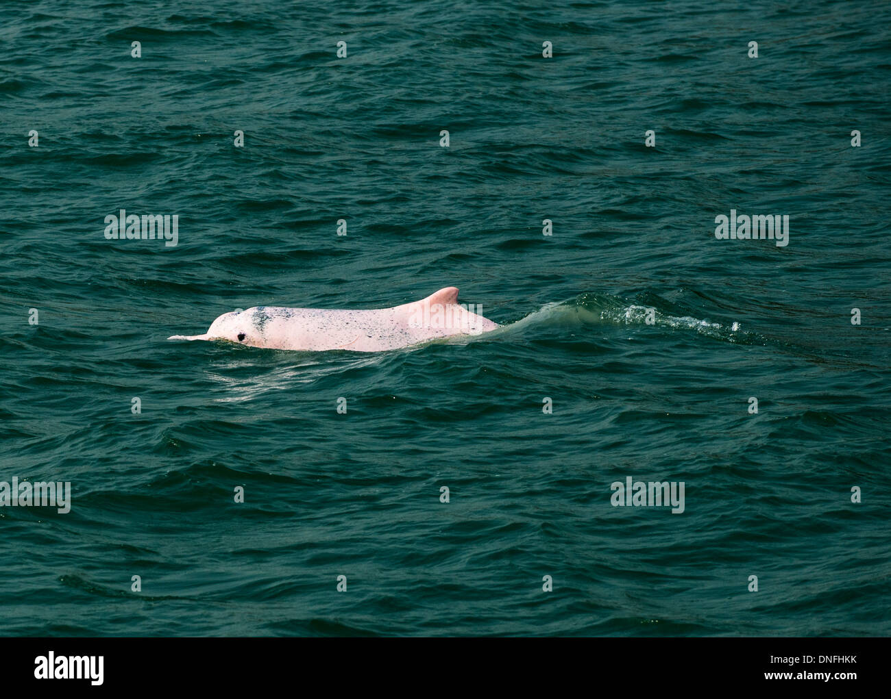 The beautiful Chinese white dolphins swimming in the open sea north of Lantau island in Hong Kong. Stock Photo