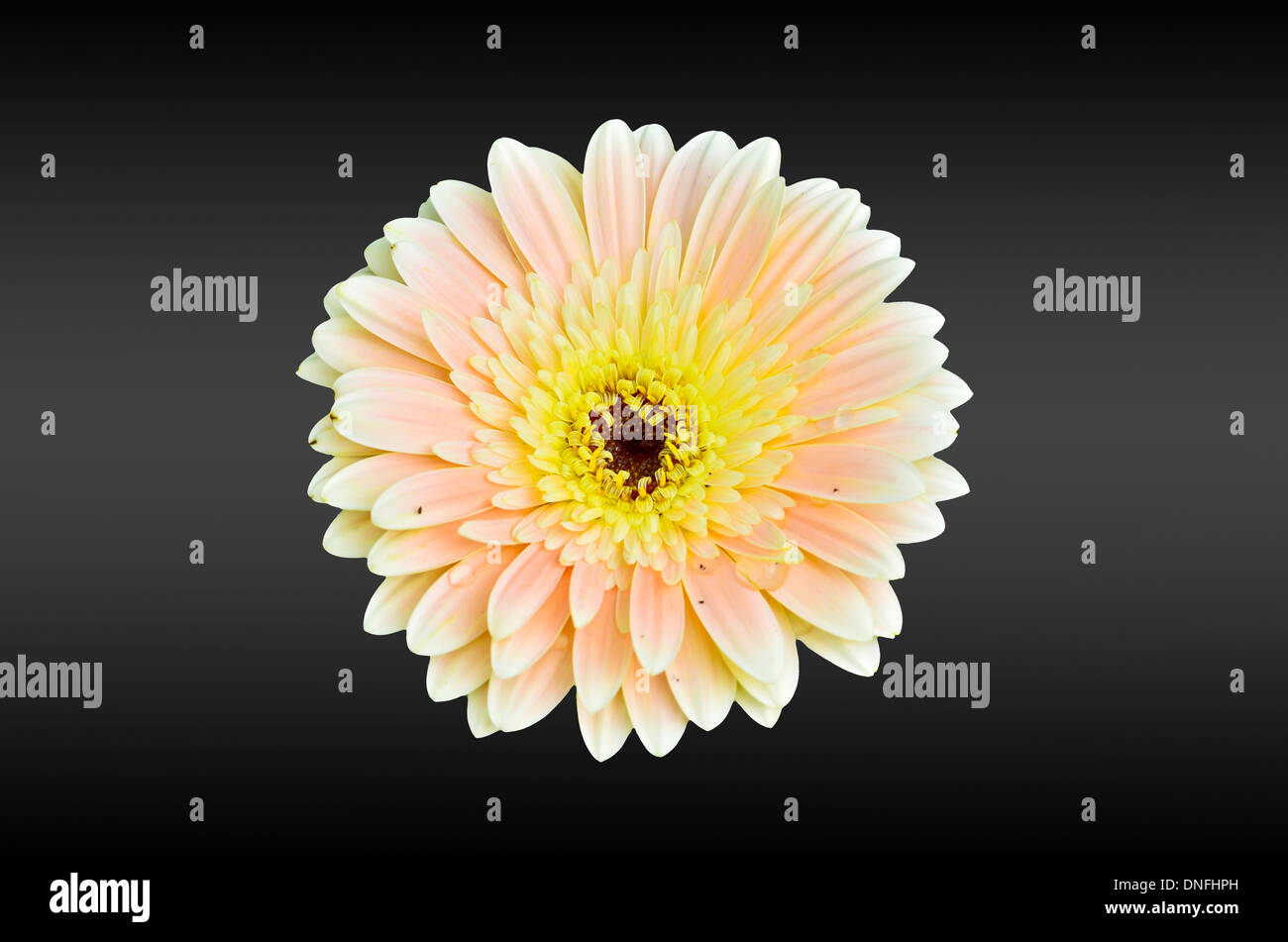 gerbera isolate on two tone background Stock Photo