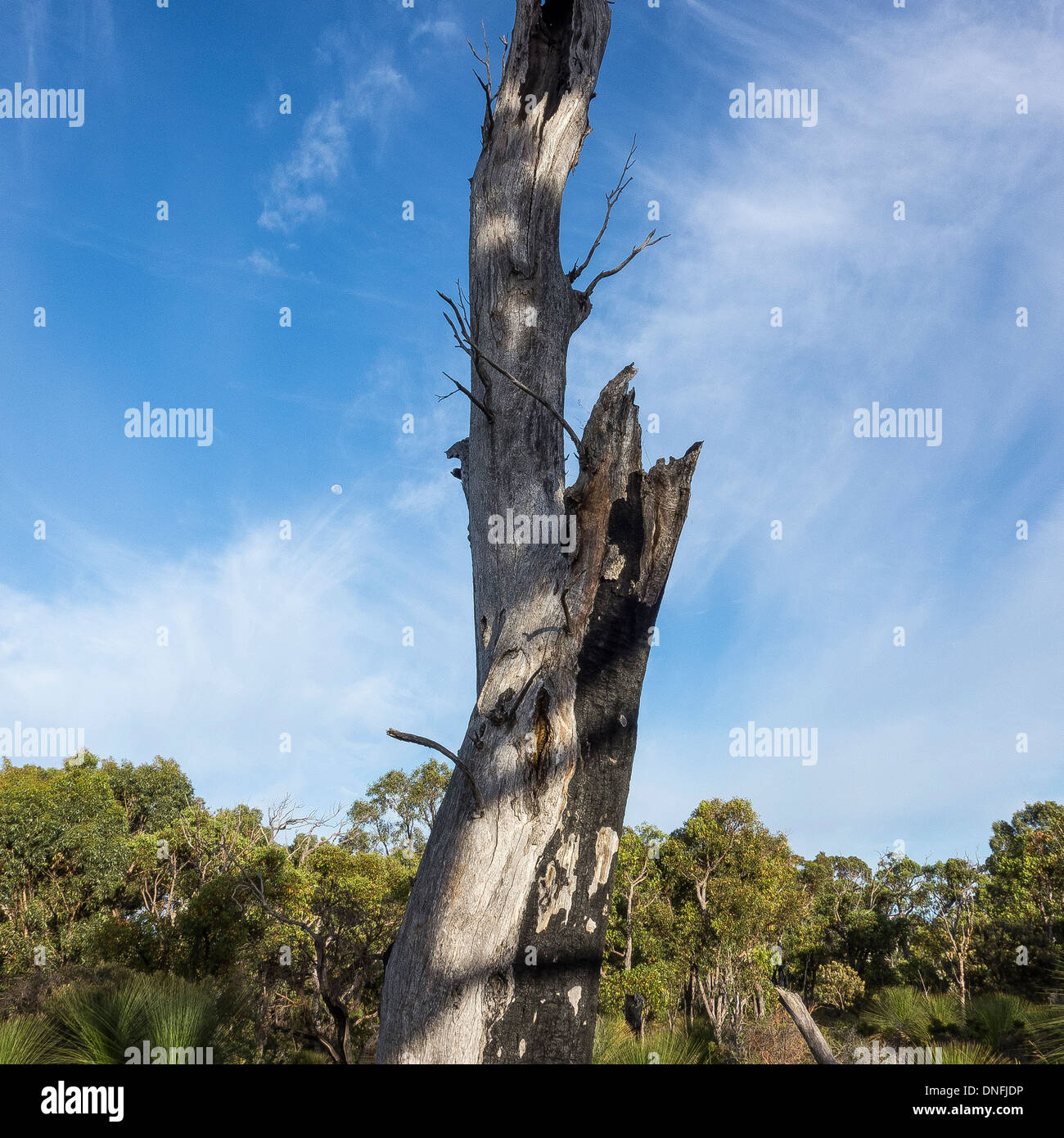 Dead Tree in the Australian Bush Stock Photo
