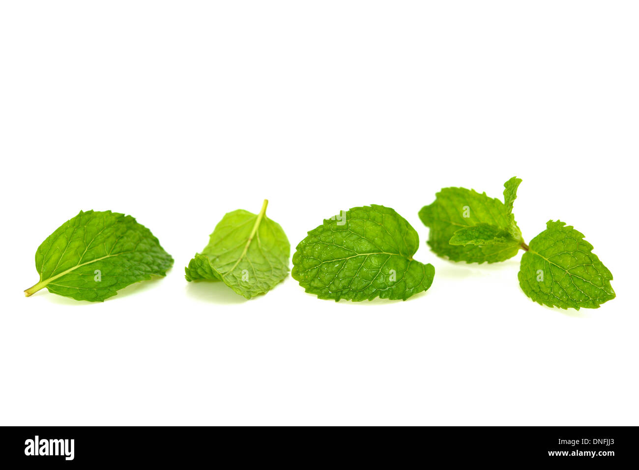 mint leaf isolated on white Stock Photo