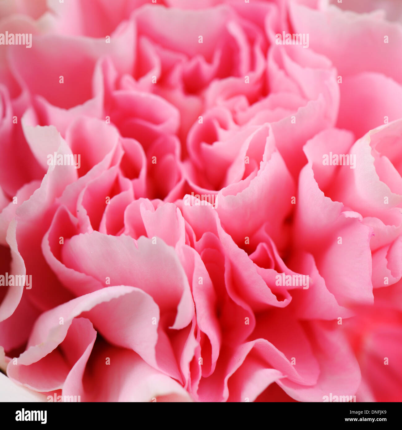 Pink Carnation Stock Photo