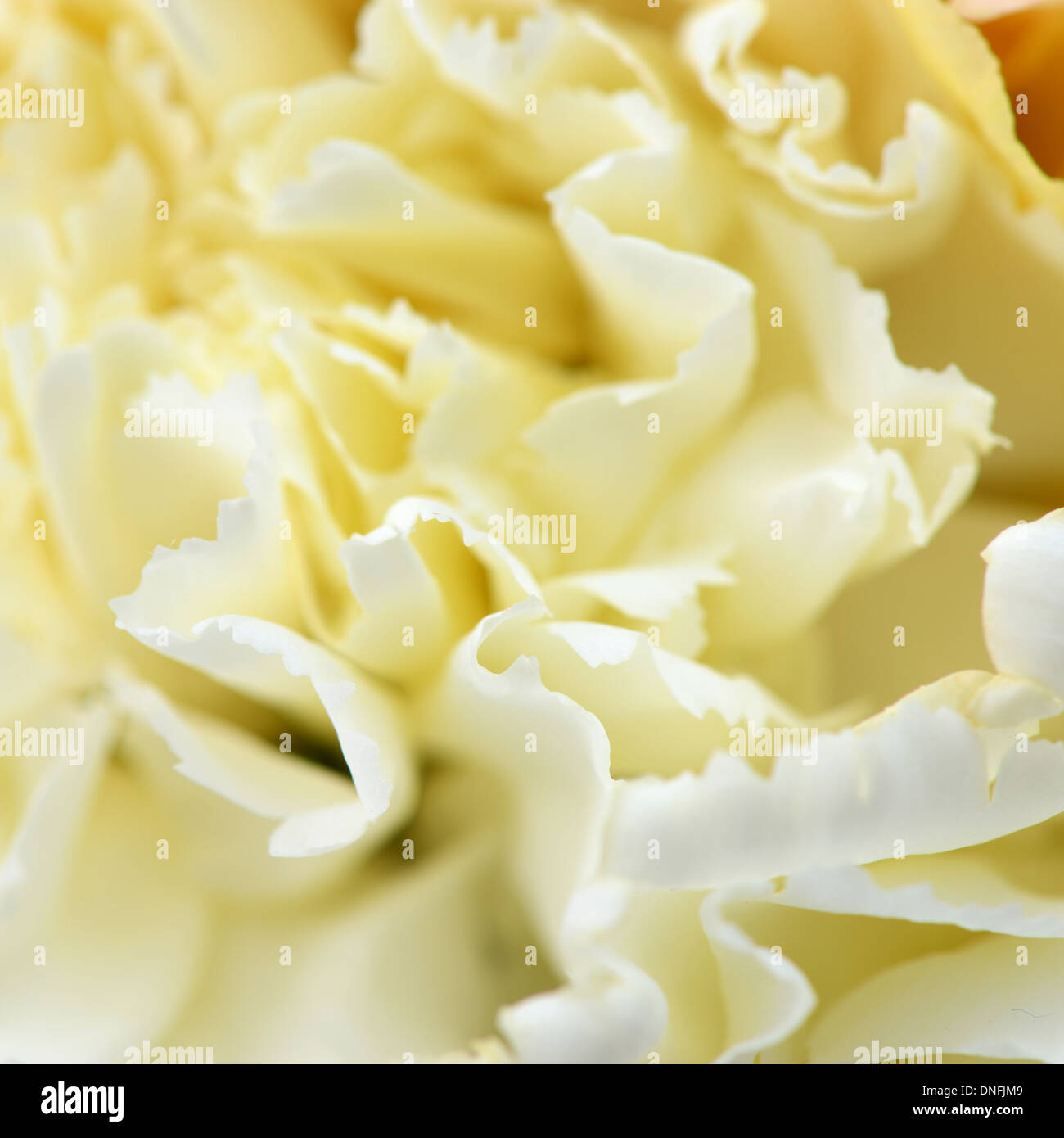White Carnation Stock Photo