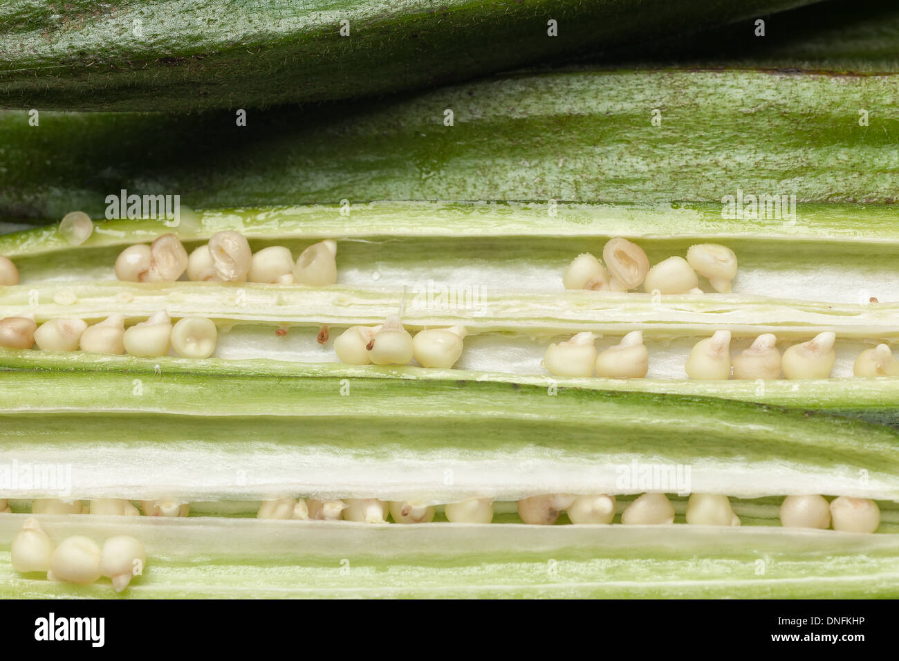 Fresh okra with seeds Stock Photo Alamy