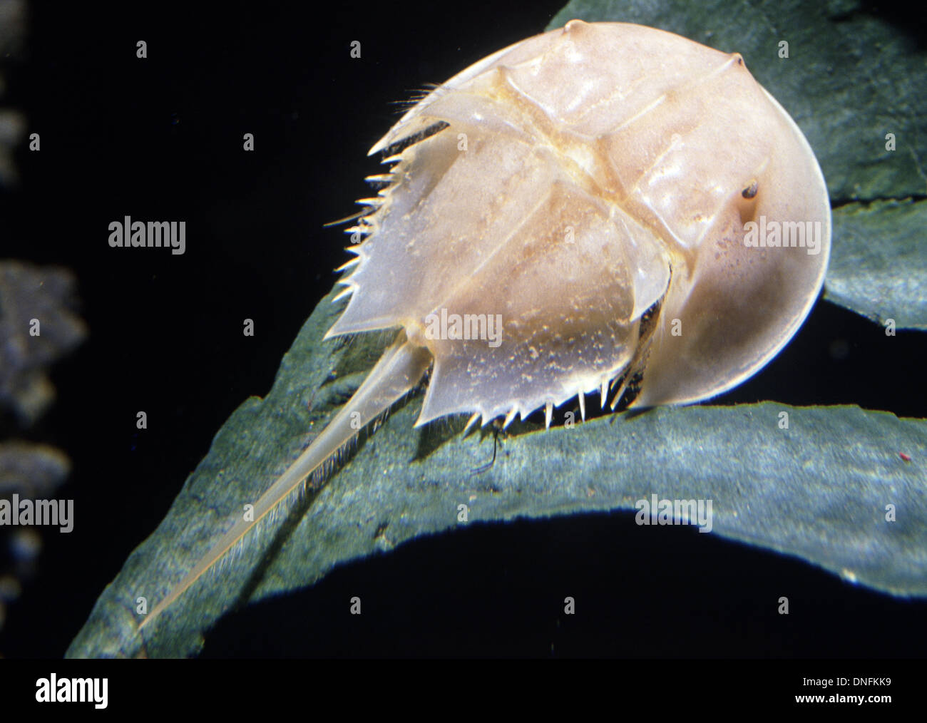 Tachypleus gigas hires stock photography and images Alamy