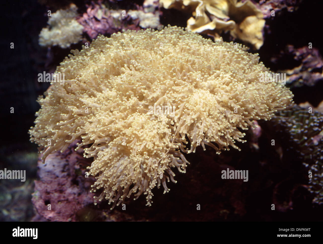 Branching frogspawn coral (Euphyllia paradivisa) Stock Photo