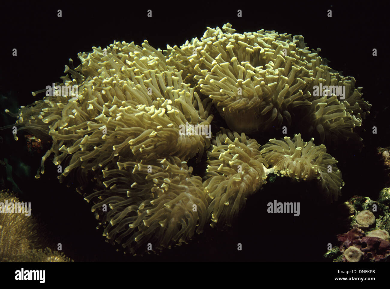 Frogspawn coral (Euphyllia divisa) Stock Photo