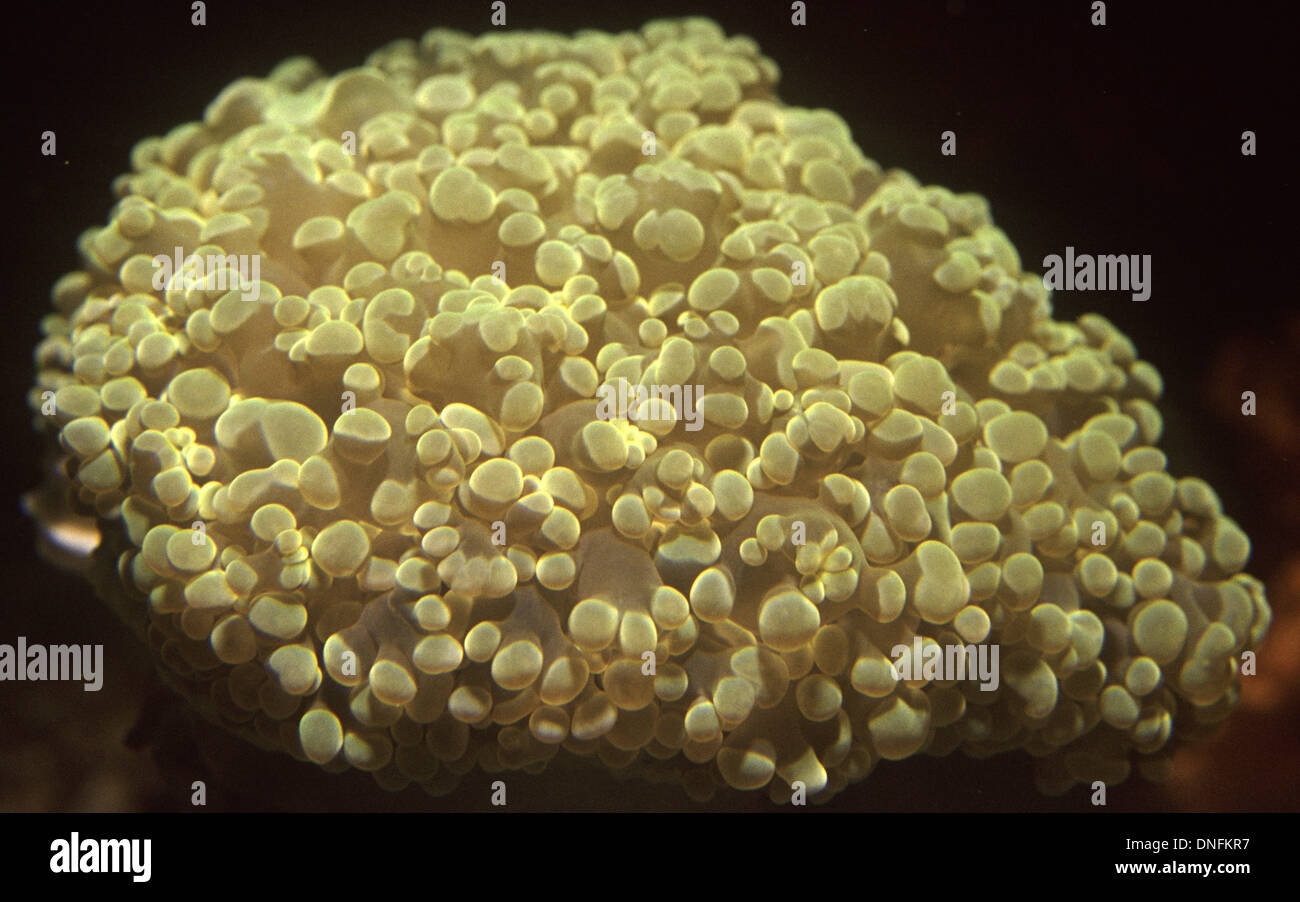 Frogspawn coral (Euphyllia divisa) Stock Photo