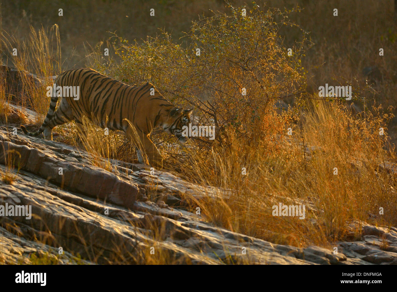 Backlit tiger in the open forests of Ranthambore Stock Photo