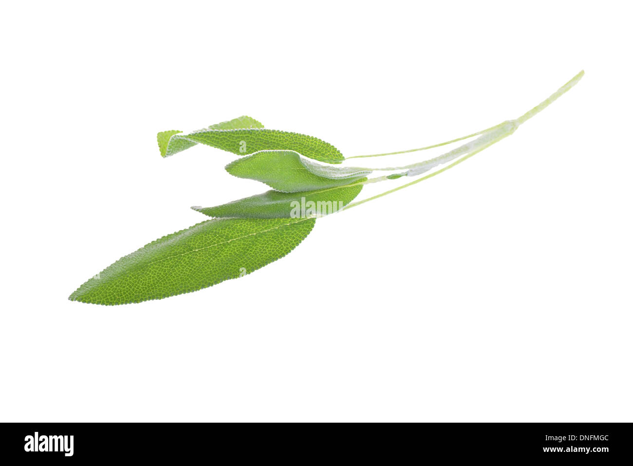 Sage leaves isolated on white Stock Photo Alamy