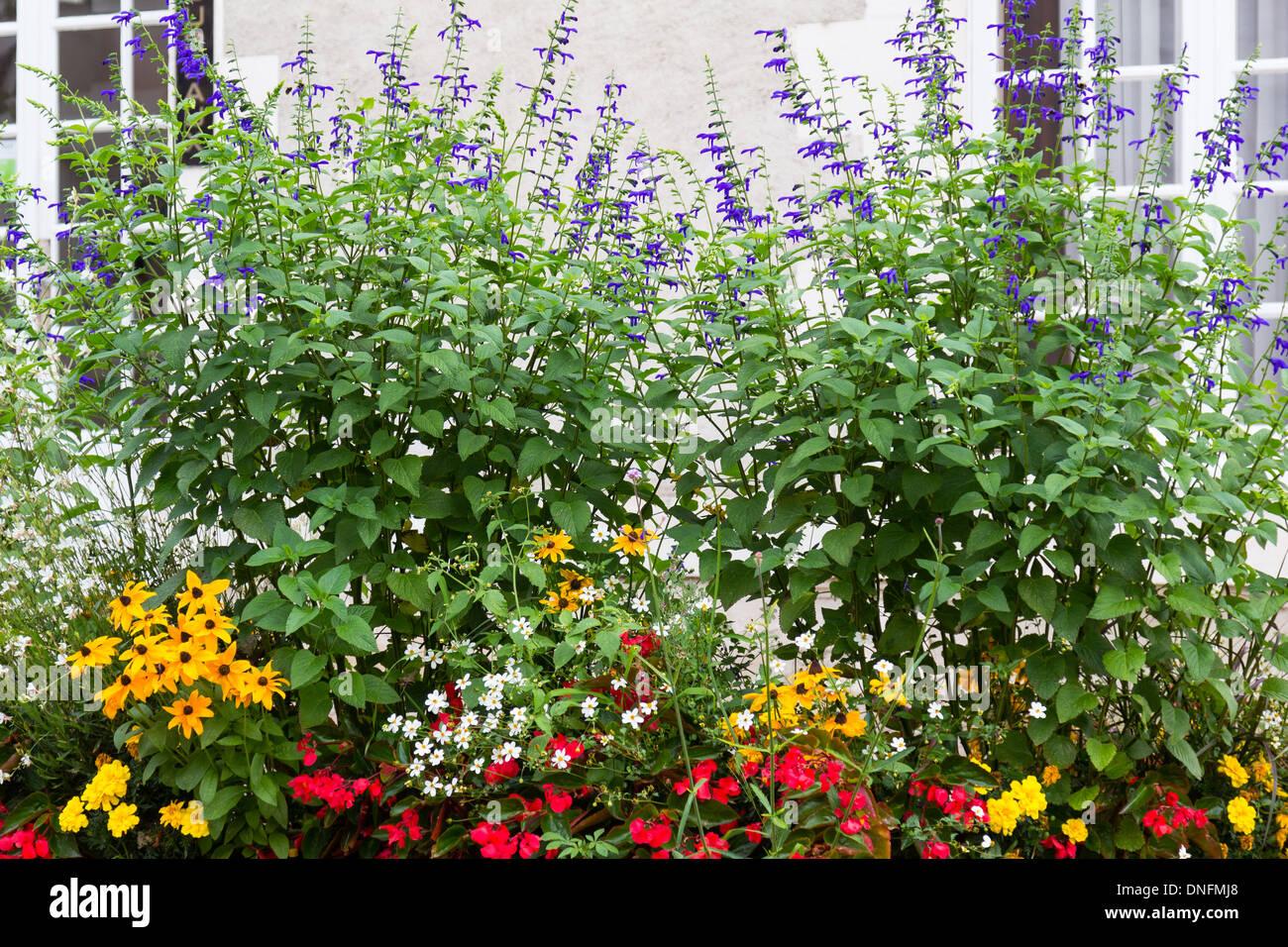 Salvia guaranatica in a bedding Stock Photo
