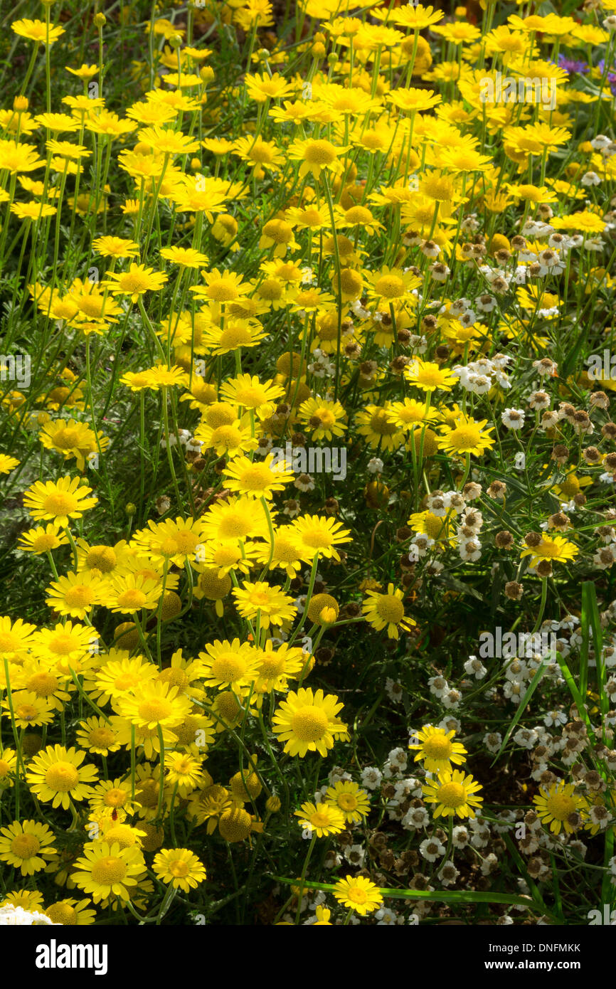 corn marigold or corn daisy, Glebionis segetum (syn. Chrysanthemum segetum) in a garden // chrysanthèmes des moissons Stock Photo
