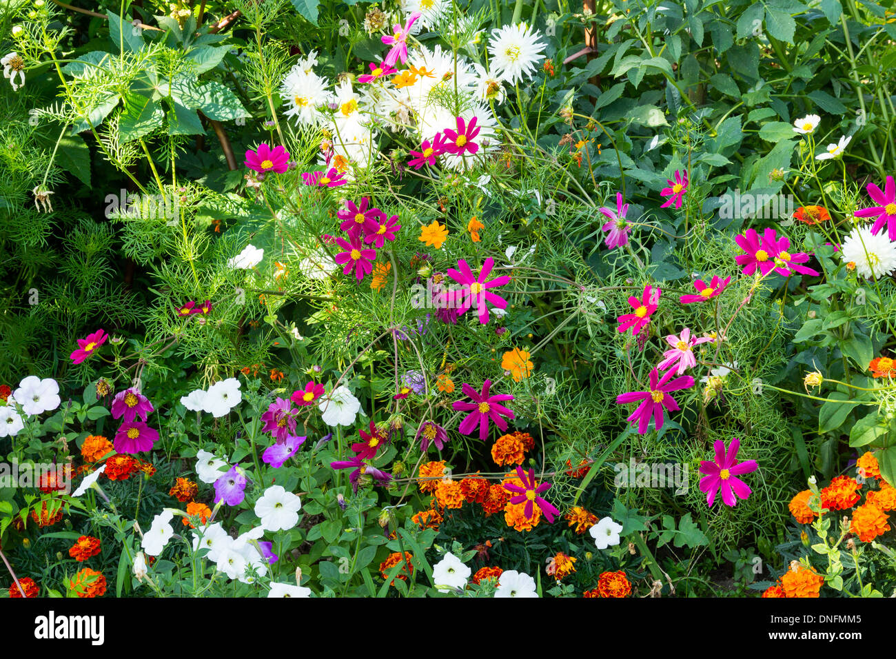Bedding with, Cosmos bipinnatus (garden cosmos), Tagetes patula (french marigold), Dahlia, Petunia Stock Photo